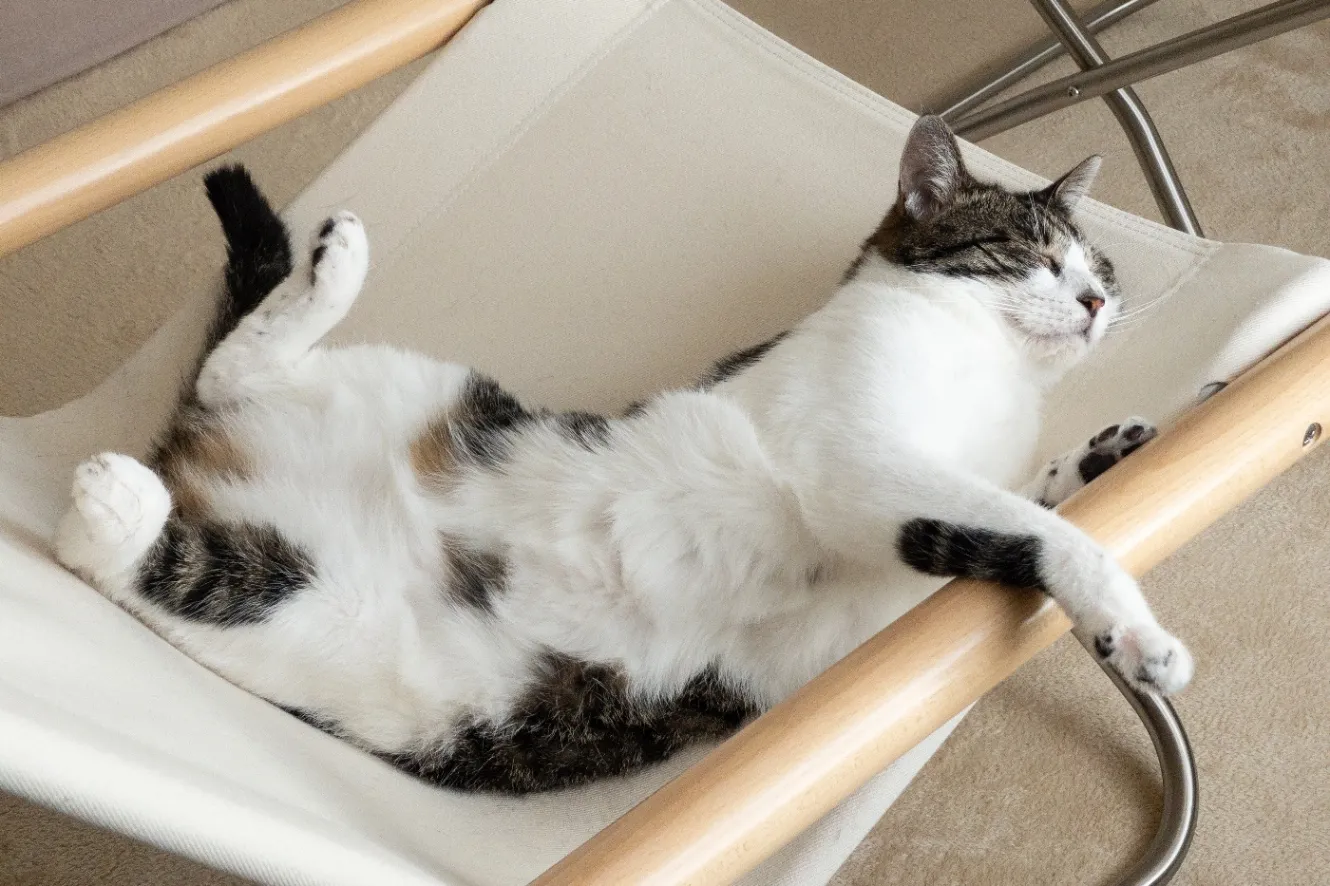椅子の上で眠るネコ